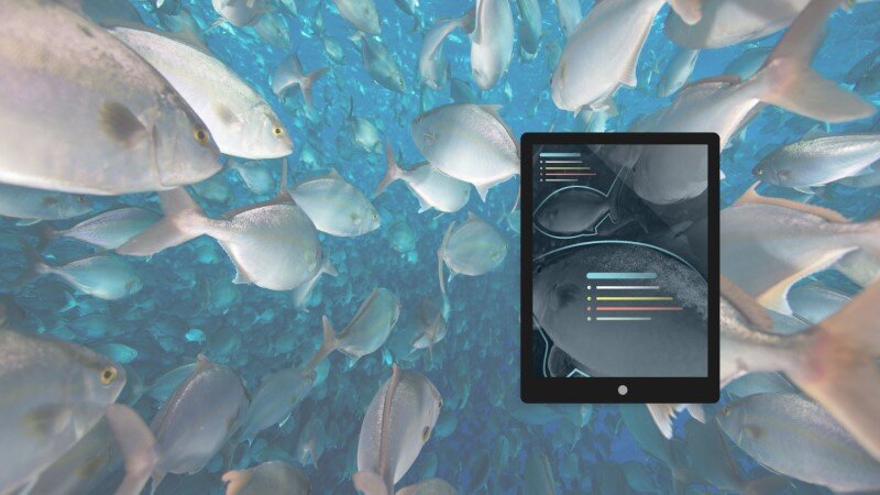 device monitoring fish health