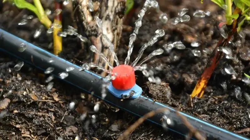 drip irrigation system in raised bed