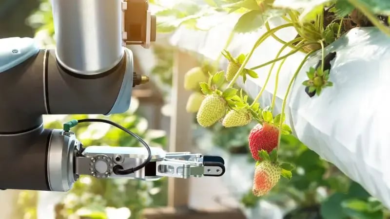 robotic_harvesting_1