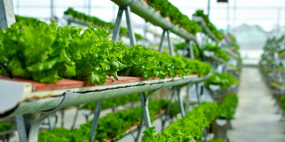 How to reduce food miles: 6 indoor farming solutions showing the road to profitable growth